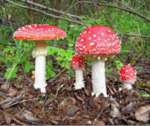 Fungi