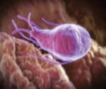 Parasites