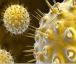 Viruses
